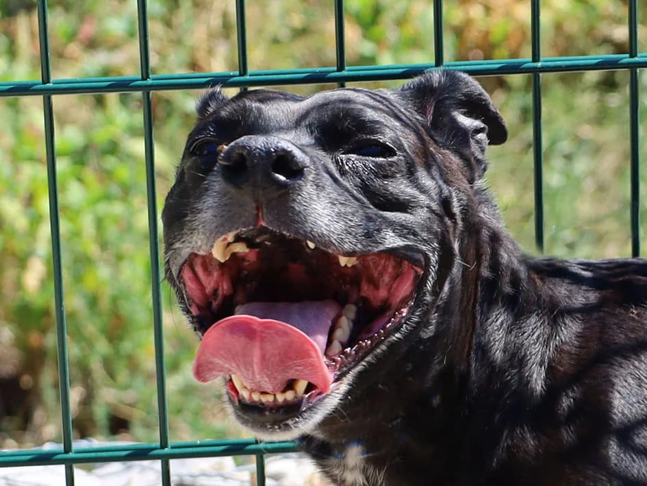 Polly, female 5yo Mixed Breed for adoption at Canil Municipal de Lisboa, Lisbon