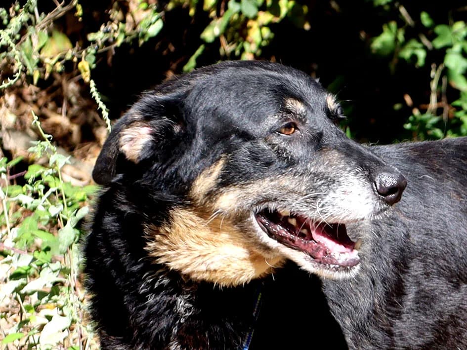 Becky, female 5yo Mixed Breed for adoption at Canil Municipal de Lisboa, Lisbon