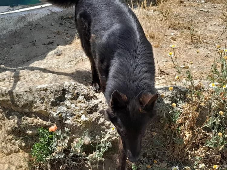 Wolf, male 5yo Belgian Malinois for adoption at Centro de Recolha Oficial de Animais de Palmela, Palmela (Setúbal)