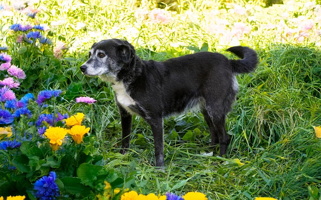 Marquinhas, female senior Mixed Breed for adoption at CROAMA - Centro de Recolha Oficial de Animais da Amadora, -192 Amadora