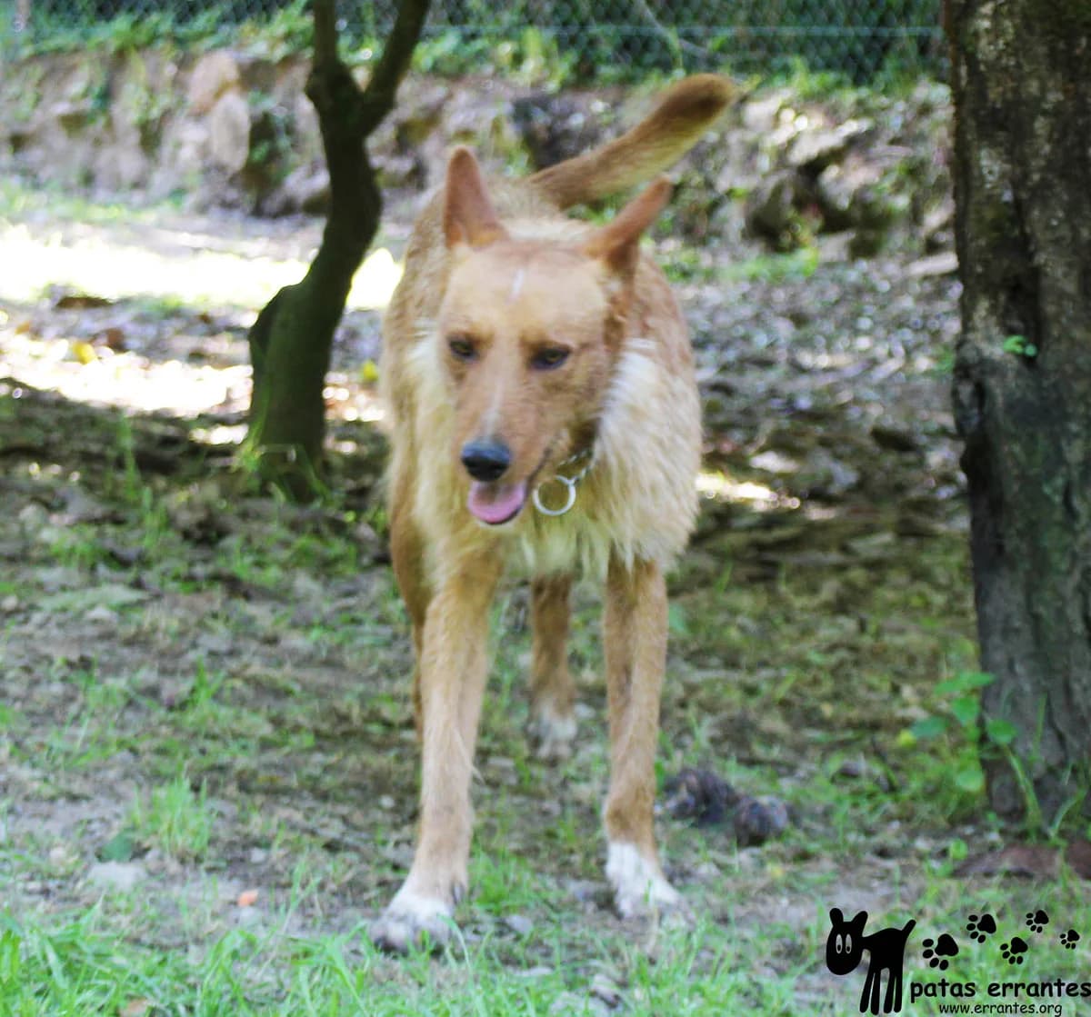 Flot, male Mixed Breed for adoption at Patas Errantes