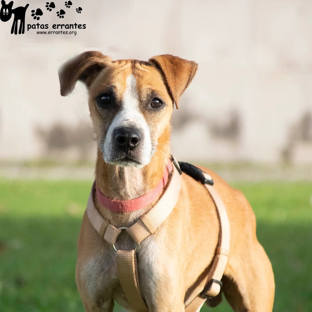 Fisca, male 7yo Mixed Breed for adoption at Patas Errantes