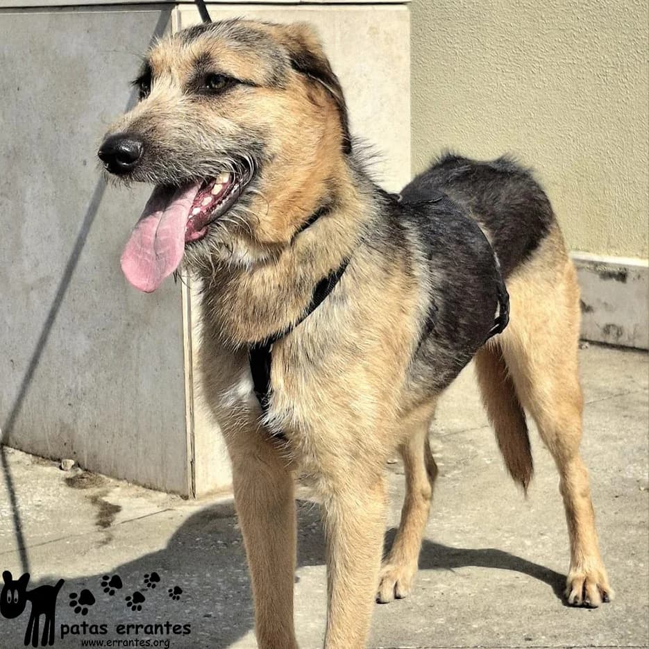 Zeus, male young Mixed Breed for adoption at Patas Errantes