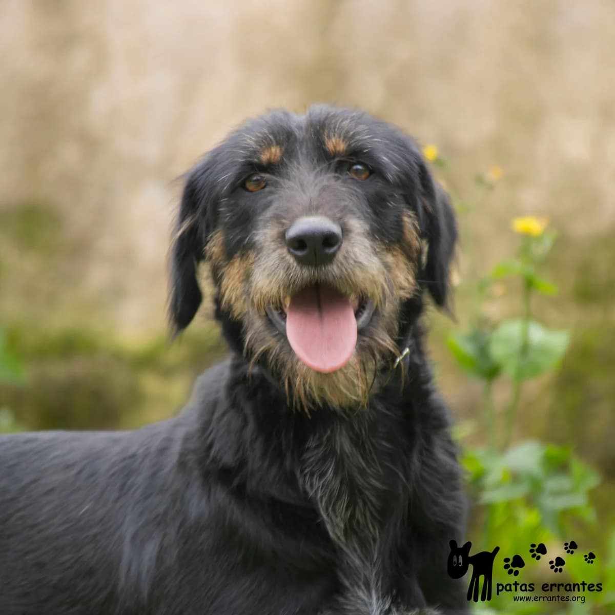 Zara, female Mixed Breed for adoption at Patas Errantes