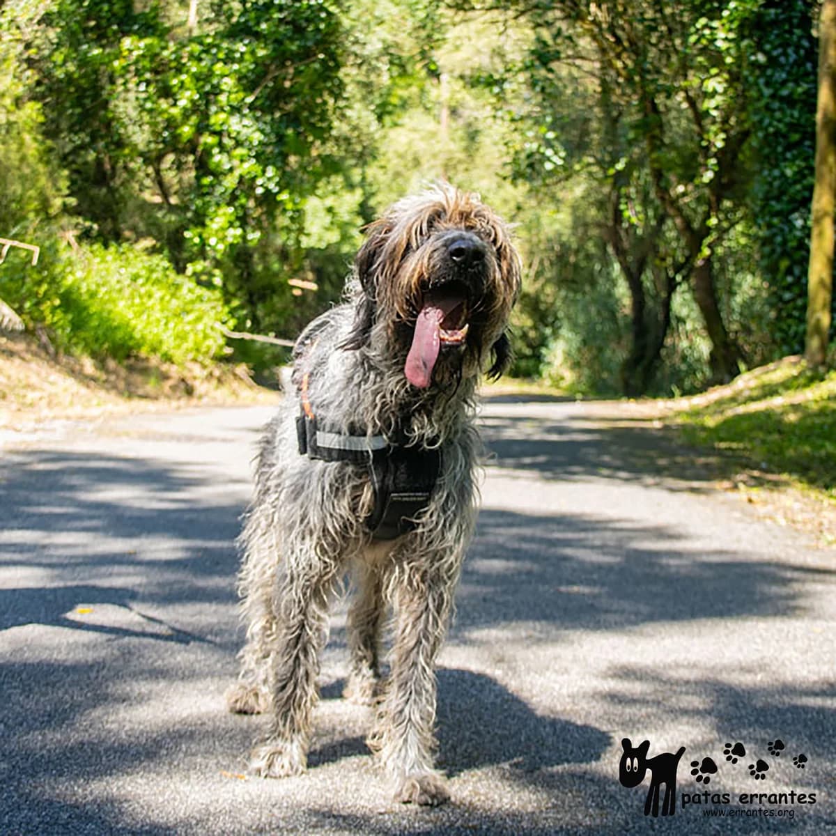 Ziggy, male Mixed Breed for adoption at Patas Errantes