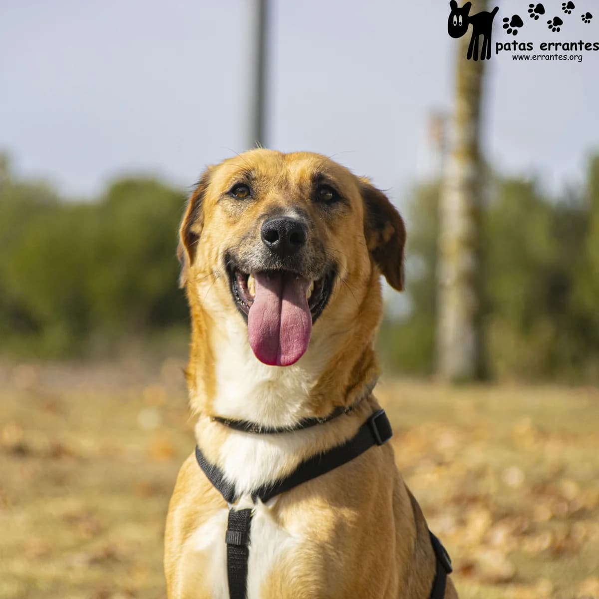 Kiss, female Mixed Breed for adoption at Patas Errantes