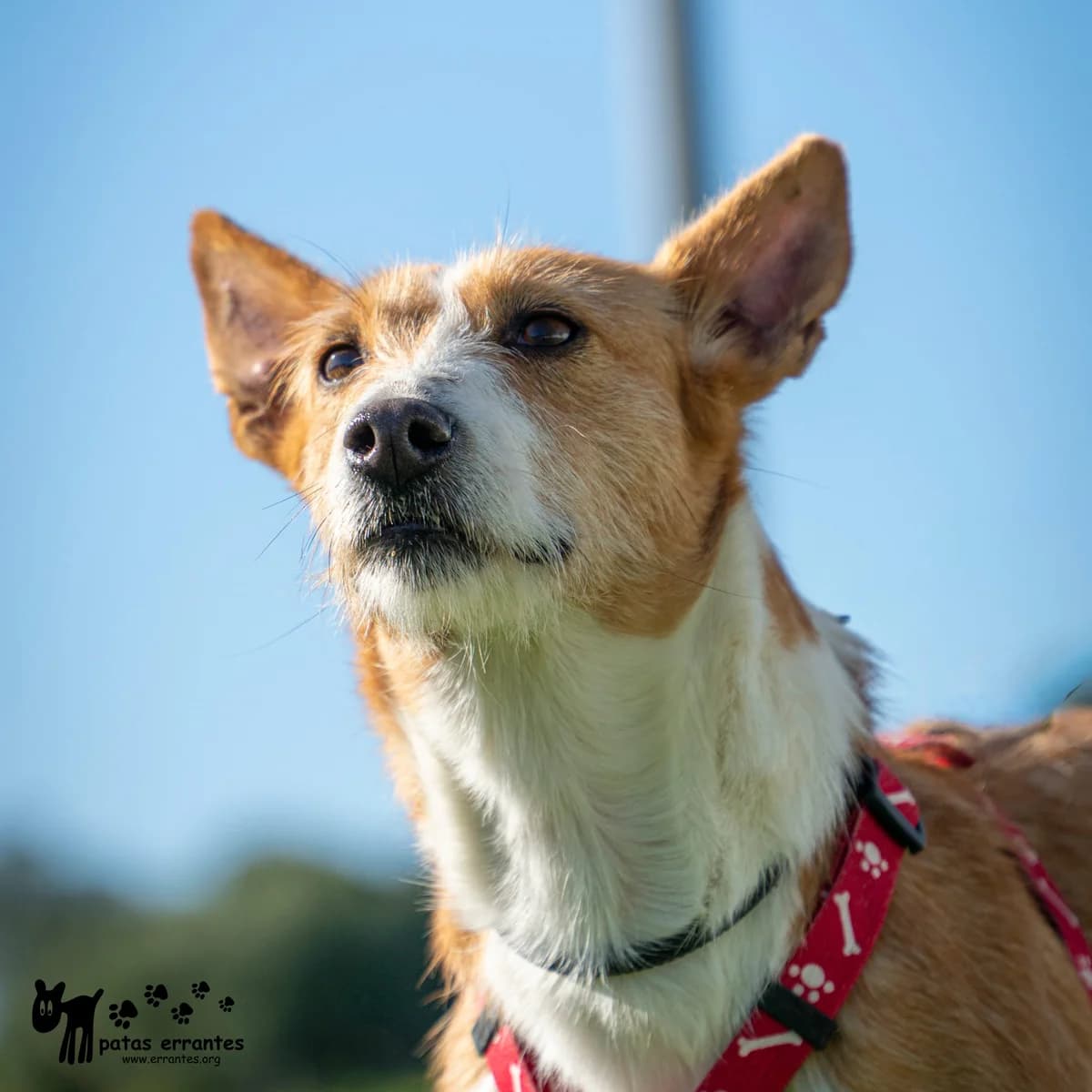 Tosta, female Mixed Breed for adoption at Patas Errantes