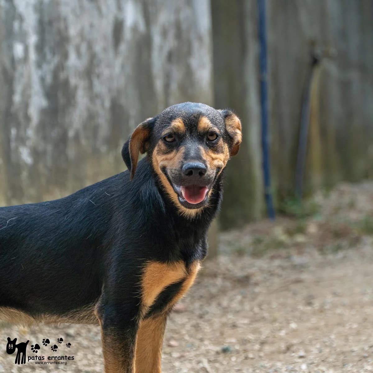 Fred, male puppy Mixed Breed for adoption at Patas Errantes