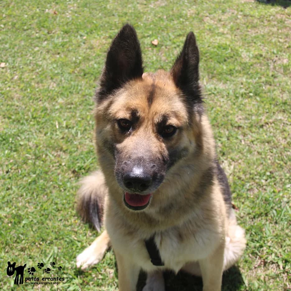 Astra, female Mixed Breed for adoption at Patas Errantes