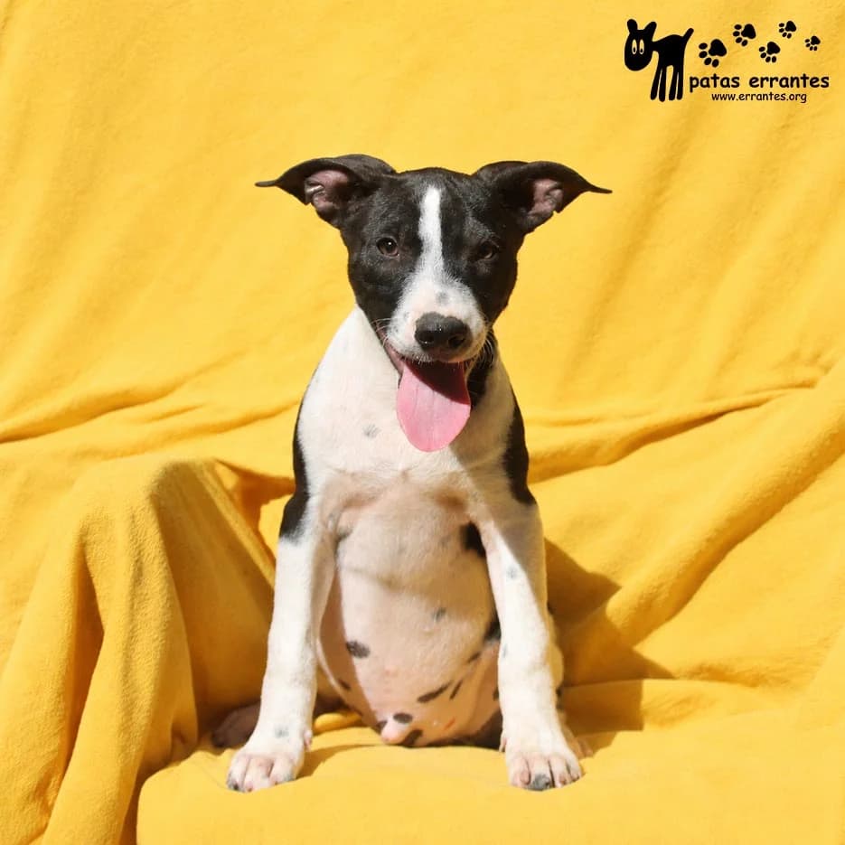 Harvey, male Mixed Breed for adoption at Patas Errantes