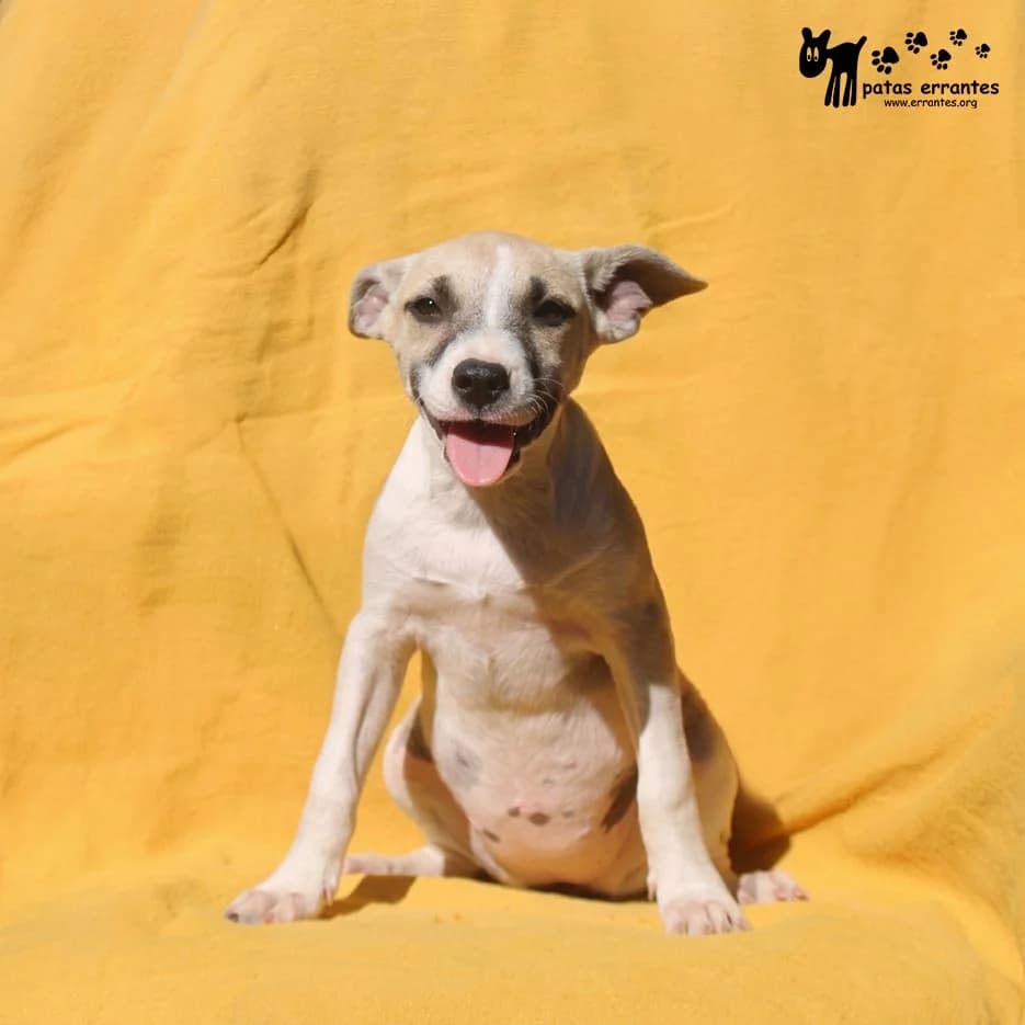 Hazel, female Mixed Breed for adoption at Patas Errantes