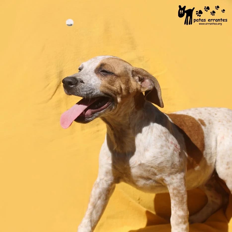 Halley, female Mixed Breed for adoption at Patas Errantes