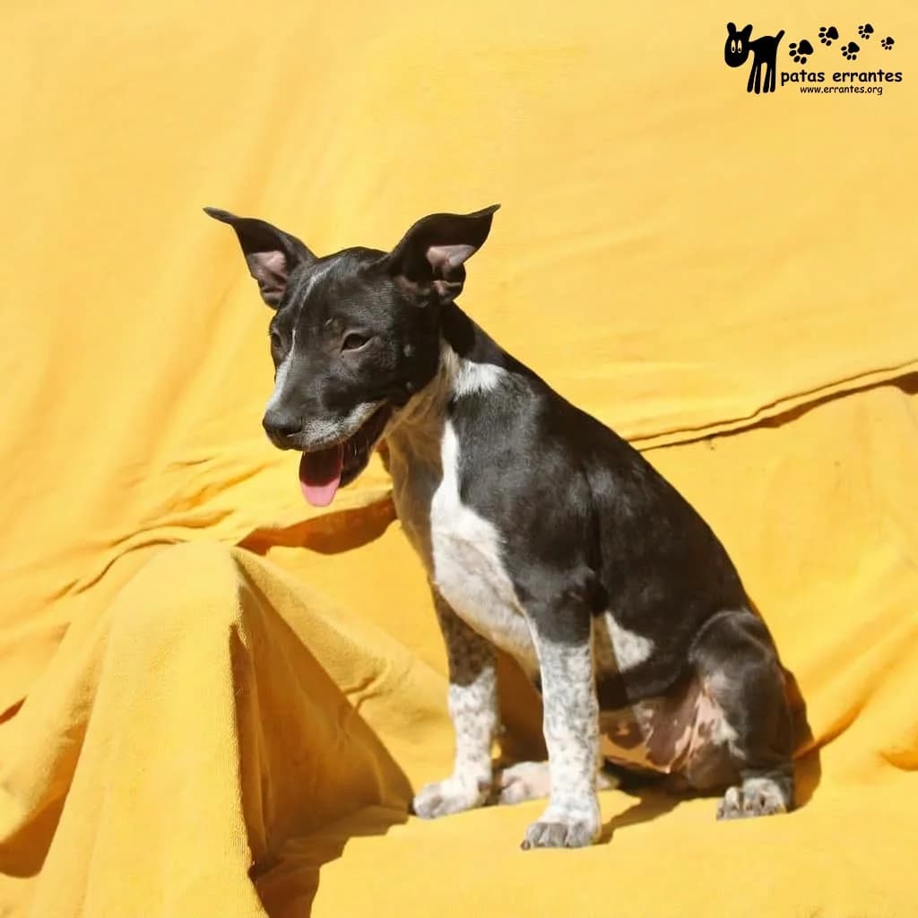 Heather, female Mixed Breed for adoption at Patas Errantes