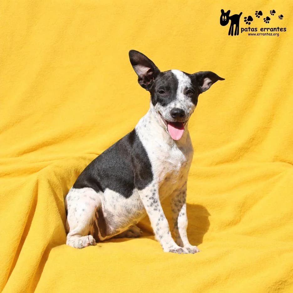 Heaven, female Mixed Breed for adoption at Patas Errantes
