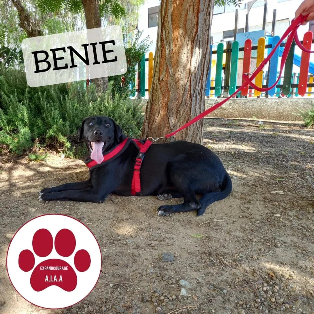 Benie, female 4yo Mixed Breed for adoption at Expand Courage