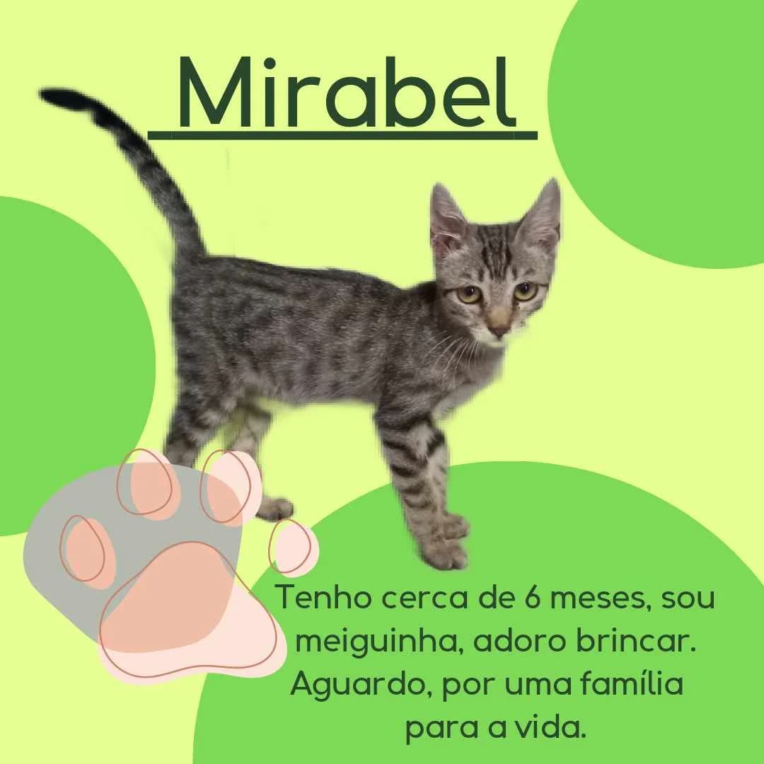 Mirabel, Mixed Breed for adoption at Expand Courage
