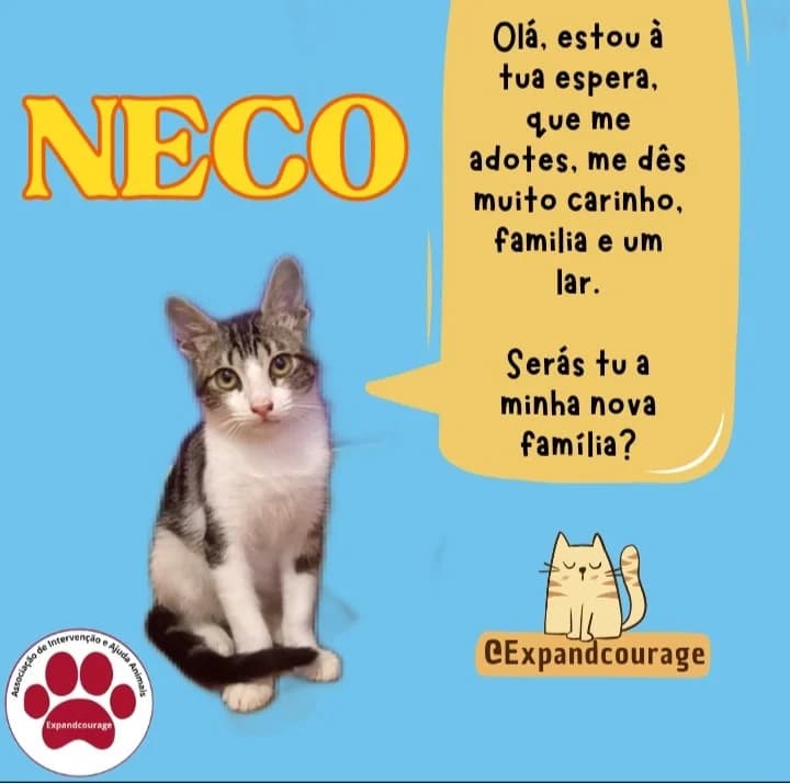 Animal, female puppy Mixed Breed for adoption at Expand Courage