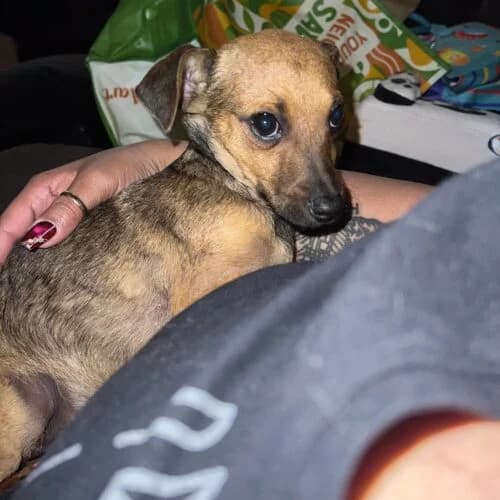Patches, female Mixed Breed for adoption at Friends of Madera Animal Shelter (FMAS)