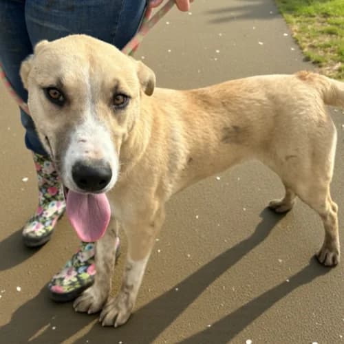Beethoven, male Mixed Breed for adoption at Friends of Madera Animal Shelter (FMAS)