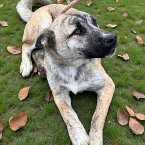 Benji, male Mixed Breed for adoption at Friends of Madera Animal Shelter (FMAS)