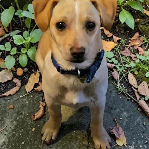 Chan, male Mixed Breed for adoption at Friends of Madera Animal Shelter (FMAS)