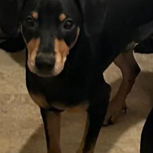 Heinez, male Mixed Breed for adoption at Friends of Madera Animal Shelter (FMAS)