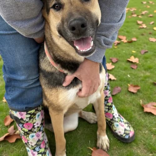 Lassie, female Mixed Breed for adoption at Friends of Madera Animal Shelter (FMAS)