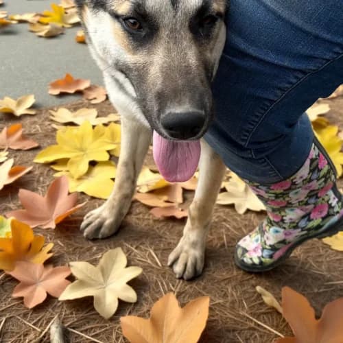 Luna, female Mixed Breed for adoption at Friends of Madera Animal Shelter (FMAS)