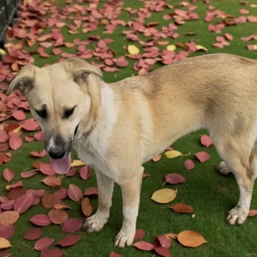 Nala, female Mixed Breed for adoption at Friends of Madera Animal Shelter (FMAS)