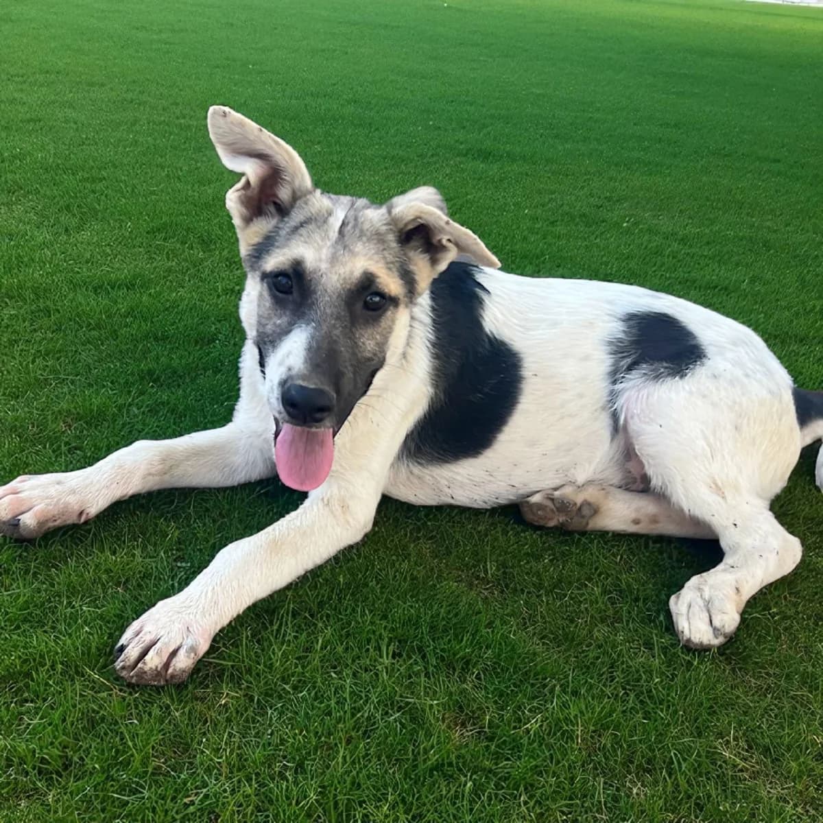Rex, male Mixed Breed for adoption at Friends of Madera Animal Shelter (FMAS)
