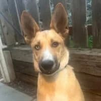 Scooby, male Mixed Breed for adoption at Friends of Madera Animal Shelter (FMAS)