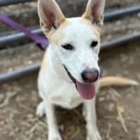 Stella, female Mixed Breed for adoption at Friends of Madera Animal Shelter (FMAS)