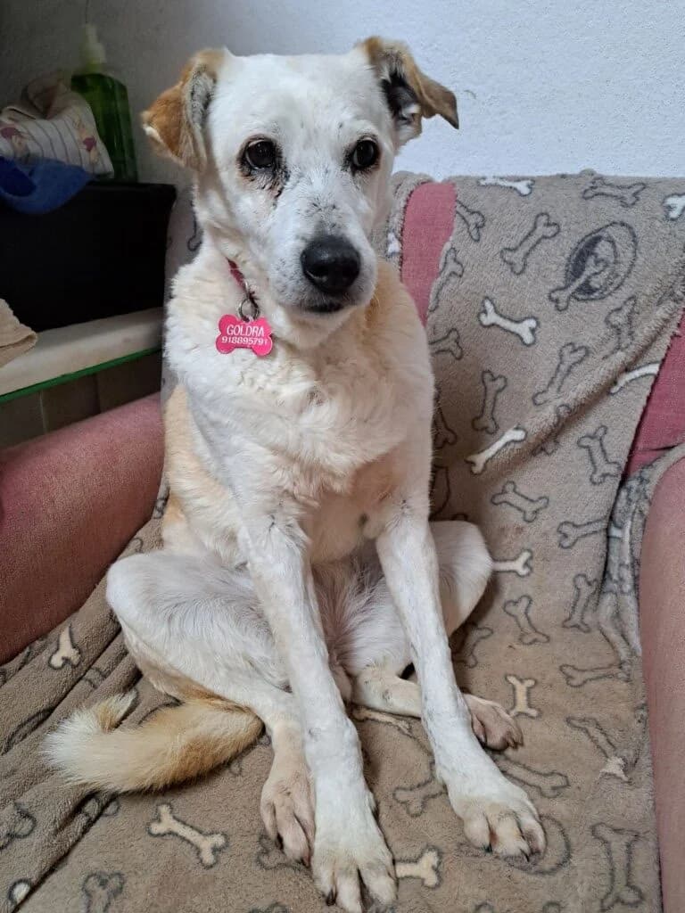 Bella, female senior Mixed Breed for adoption at Goldra Dog Sanctuary