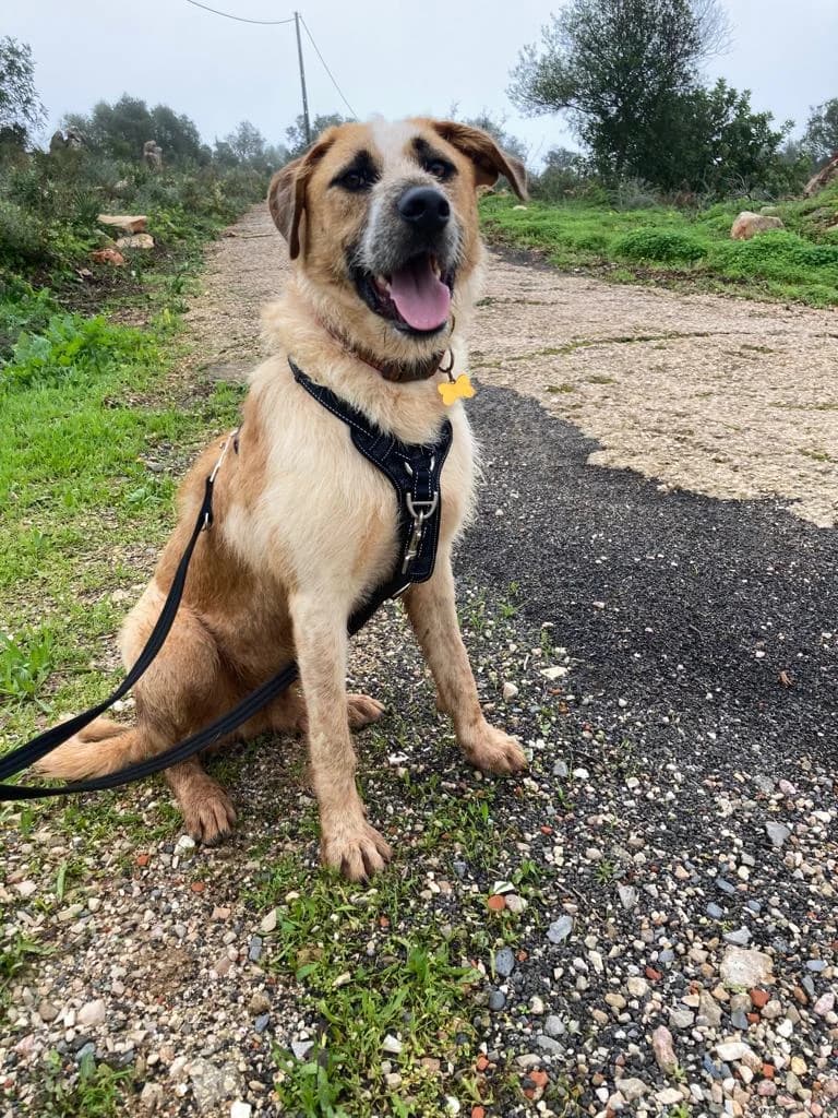 Whisky, male 4yo Mixed Breed for adoption at Goldra Dog Sanctuary