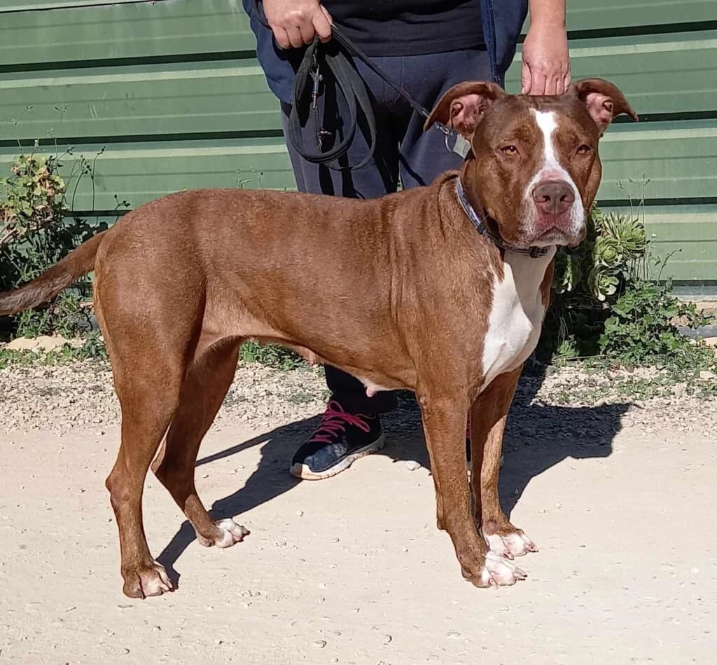 Sindy, female 7yo Mixed Breed for adoption at Goldra Dog Sanctuary