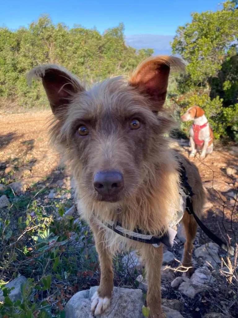 Wookie, female Mixed Breed for adoption at Goldra Dog Sanctuary
