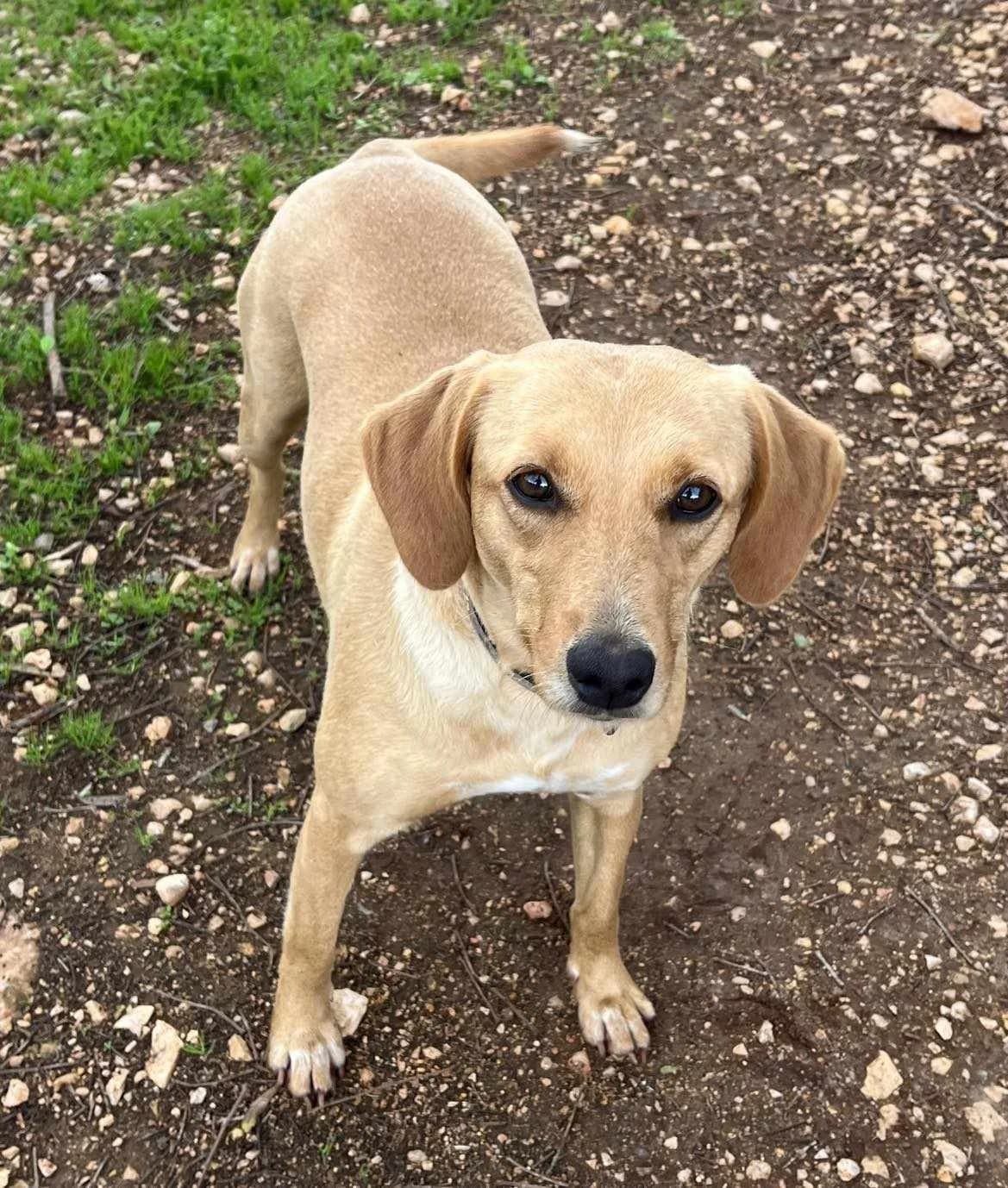 Sadie, 4yo Mixed Breed for adoption at Goldra Dog Sanctuary