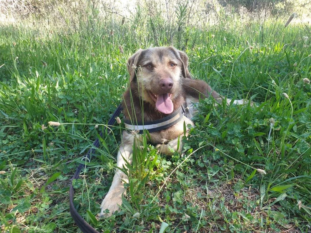 Ace, male 4yo Mixed Breed for adoption at Goldra Dog Sanctuary