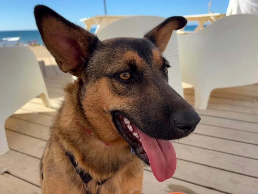 Avery, female Mixed Breed for adoption at Goldra Dog Sanctuary