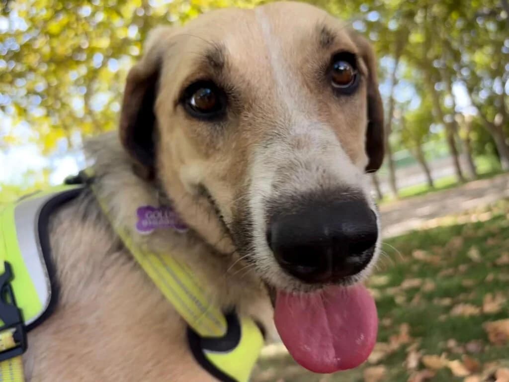 Katie, female Mixed Breed for adoption at Goldra Dog Sanctuary