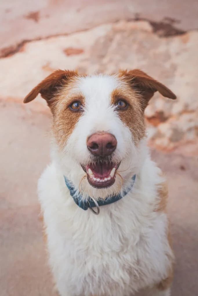 Ozzie, male Mixed Breed for adoption at Goldra Dog Sanctuary