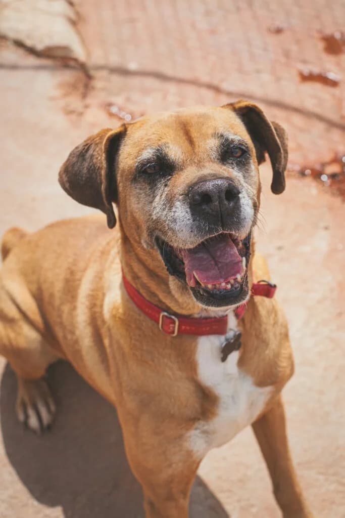 Pepsi, female senior Mixed Breed for adoption at Goldra Dog Sanctuary
