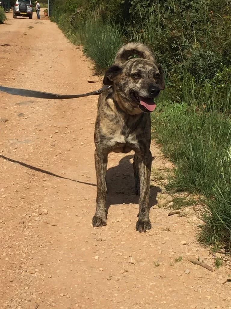 Paprika, male Mixed Breed for adoption at Goldra Dog Sanctuary