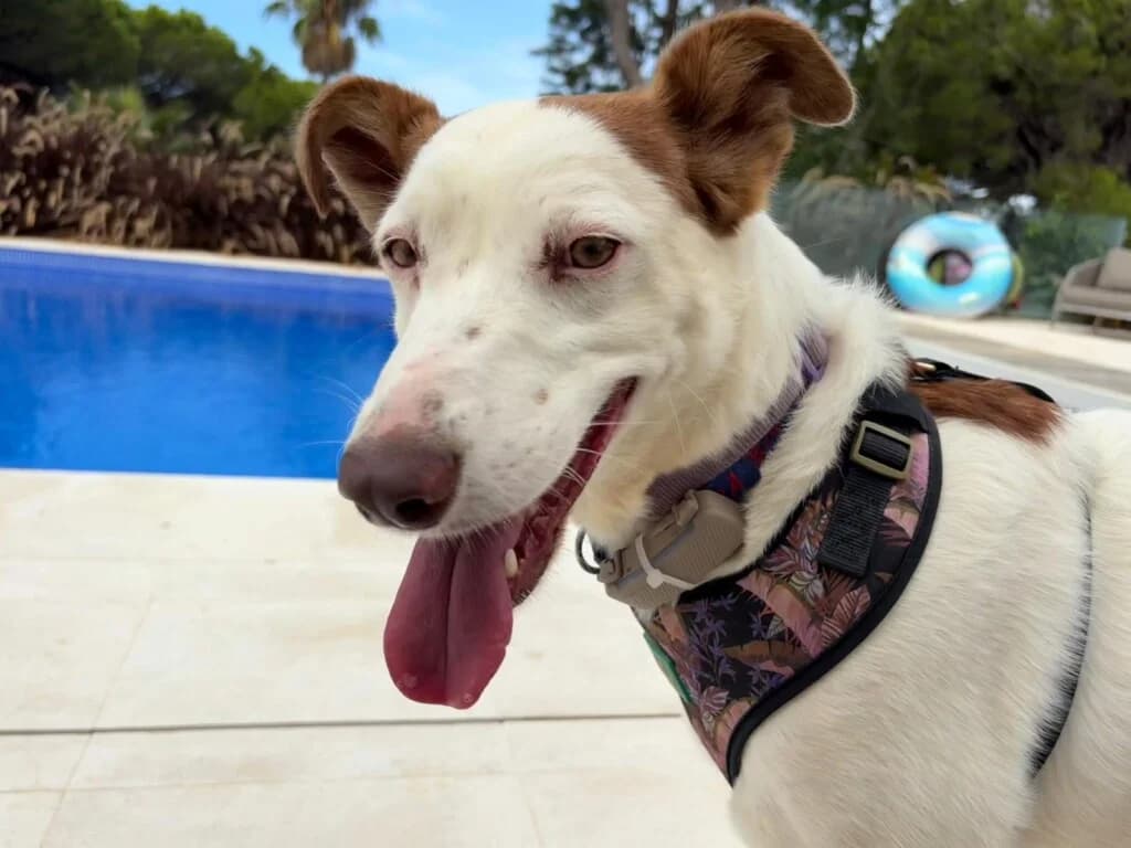 Rita, female Mixed Breed for adoption at Goldra Dog Sanctuary