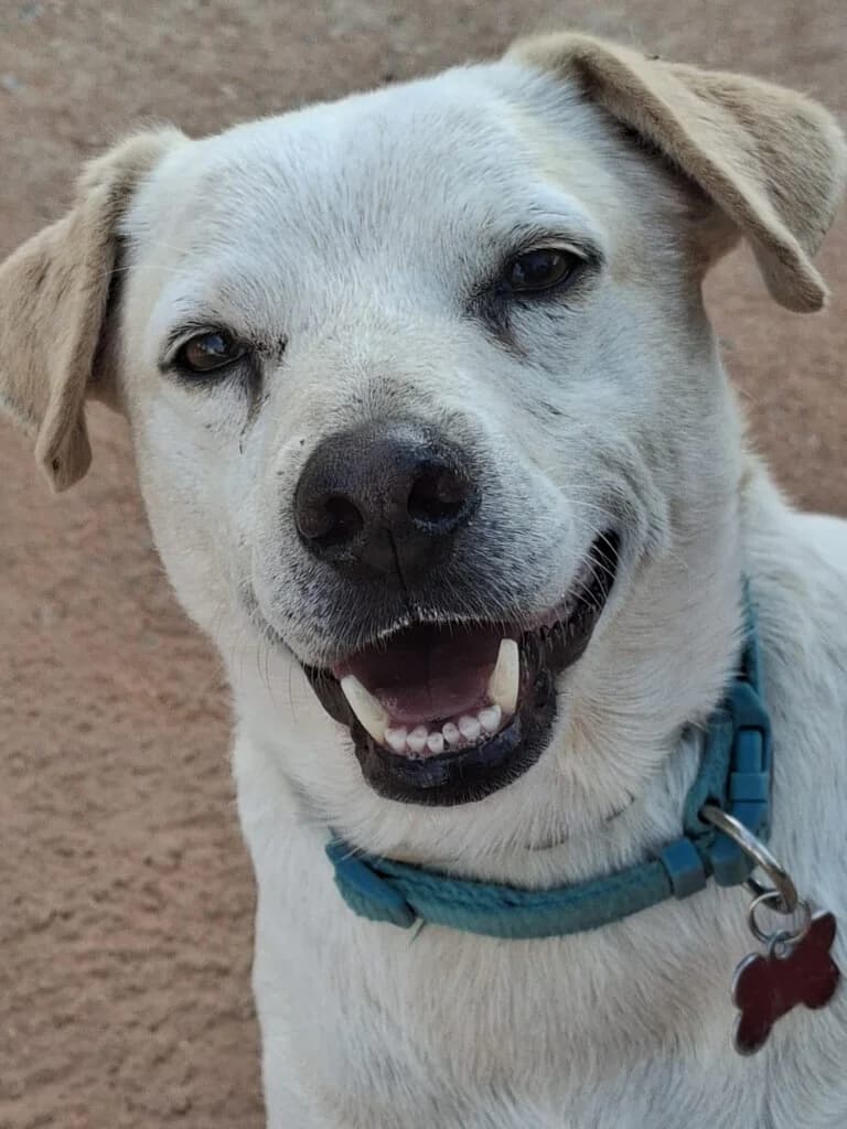 Sammy, male Mixed Breed for adoption at Goldra Dog Sanctuary