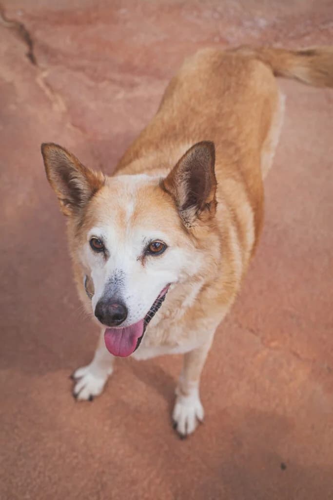 Zola, female Mixed Breed for adoption at Goldra Dog Sanctuary