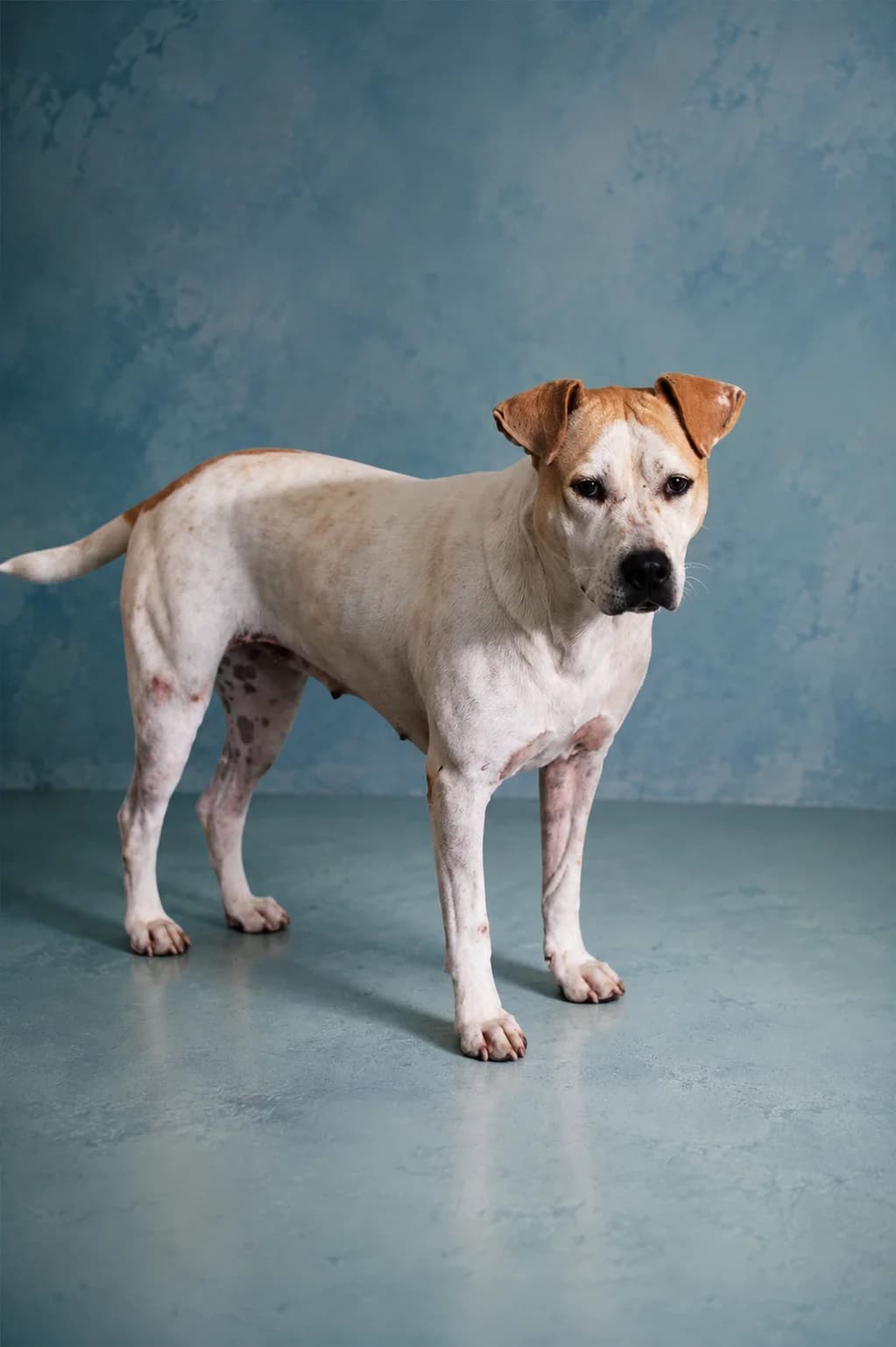 Laïka, female Mixed Breed for adoption at GRUMAPA Algarve