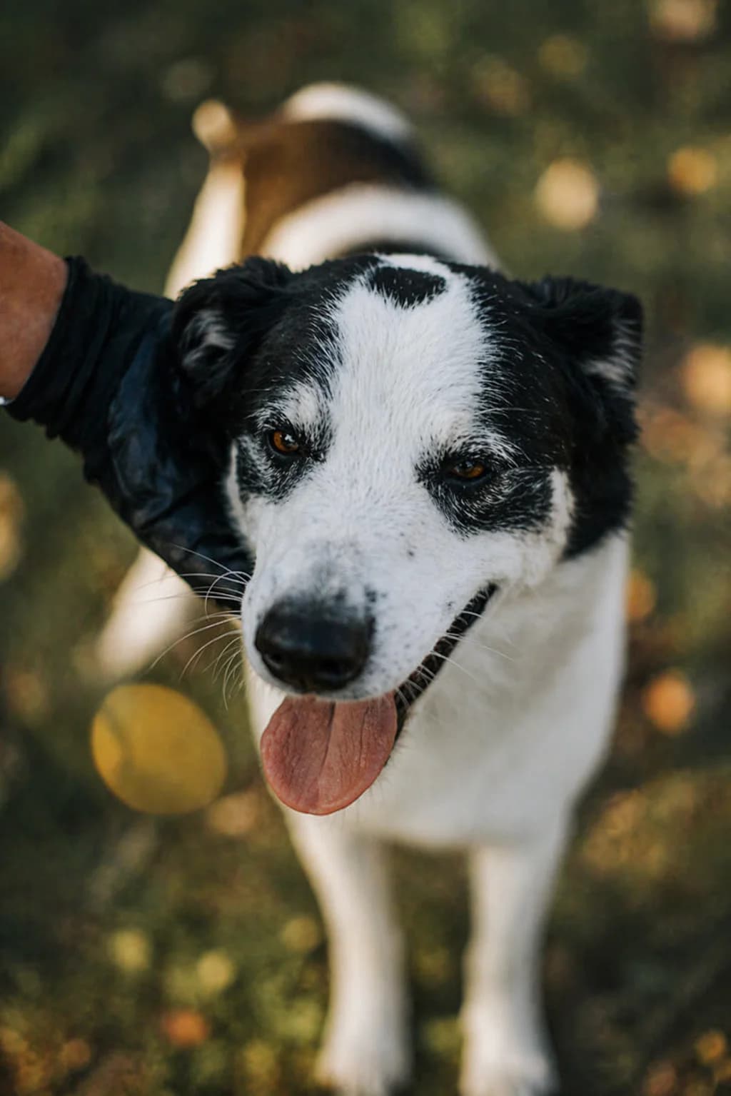 Malhadinhas, male Mixed Breed for adoption at GRUMAPA Algarve