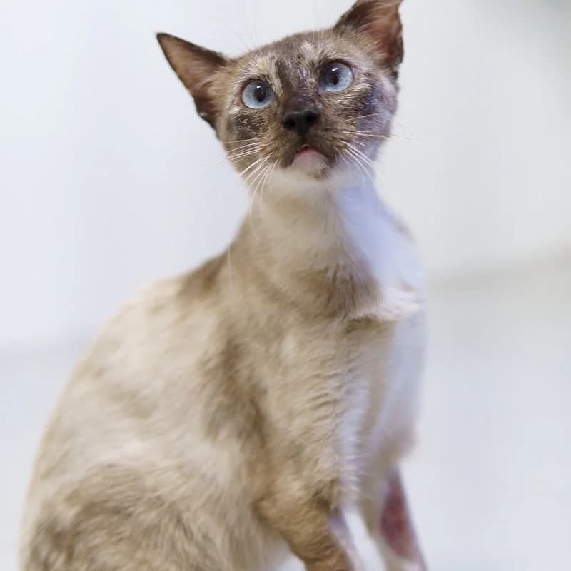 Felizarda, female Mixed Breed for adoption at Instinto – Associação Protetora de Animais da Covilhã