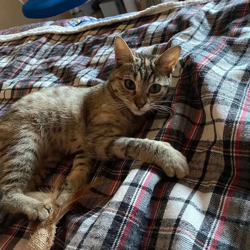 Girassol, female young Mixed Breed for adoption at Instinto – Associação Protetora de Animais da Covilhã